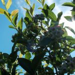 DSCF080911