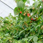 DSCF345711