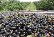 Nowa pomoc dla producentów mleka, świń, owoców i warzyw