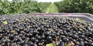 Nowa pomoc dla producentów mleka, świń, owoców i warzyw