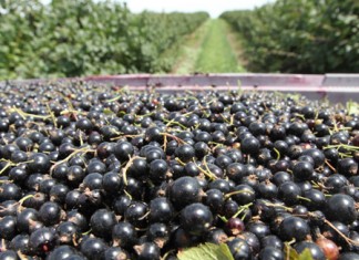 Nowa pomoc dla producentów mleka, świń, owoców i warzyw