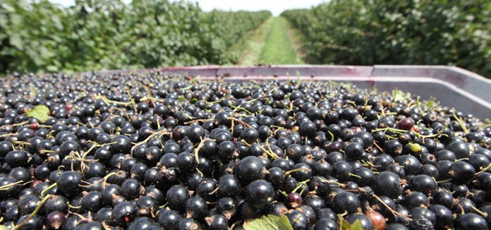 Nowa pomoc dla producentów mleka, świń, owoców i warzyw