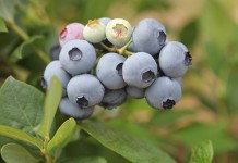 IV Konferencja Borówkowa – ruszyła rejestracja