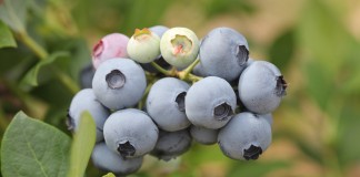 IV Konferencja Borówkowa – ruszyła rejestracja