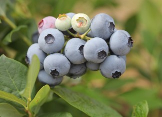 IV Konferencja Borówkowa – ruszyła rejestracja