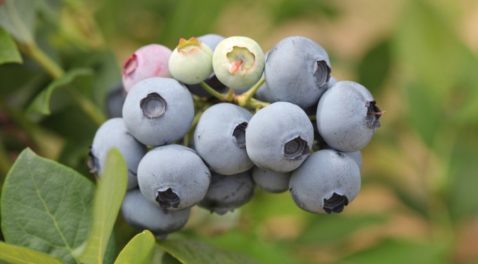 IV Konferencja Borówkowa – ruszyła rejestracja