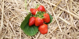 KOMUNIKAT jagodowy- choroby, szkodniki, niedobory i inne zagrożenia w uprawie TRUSKAWEK – Agrosimex