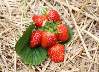 KOMUNIKAT jagodowy- choroby, szkodniki, niedobory i inne zagrożenia w uprawie TRUSKAWEK – Agrosimex