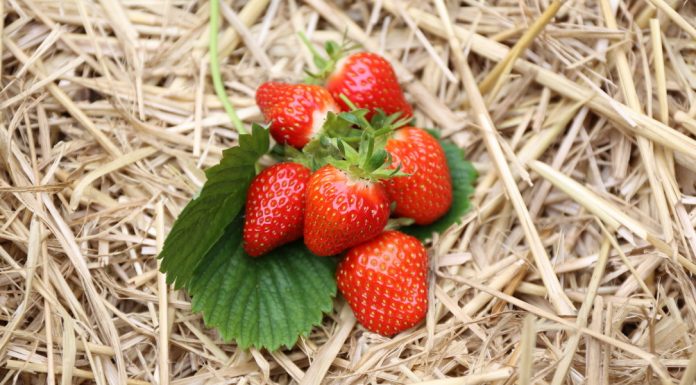 KOMUNIKAT jagodowy- choroby, szkodniki, niedobory i inne zagrożenia w uprawie TRUSKAWEK – Agrosimex