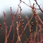 IMG_91091