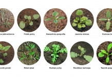 Herbicyd o szerokim spektrum zastosowania