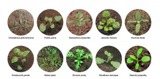 Ważny herbicyd w integrowanej ochronie roślin ogrodniczych przed chwastami