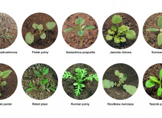 Herbicyd o szerokim spektrum zastosowania