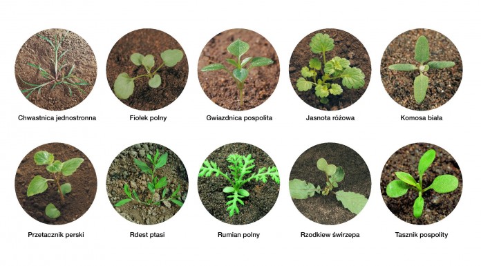 Ważny herbicyd w integrowanej ochronie roślin ogrodniczych przed chwastami