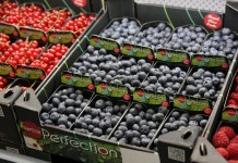 Rynek borówki. Część I – Europa borówka amerykańska wielkość produkcji