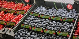 Rynek borówki amerykańskiej borówka amerykańska wielkość produkcji