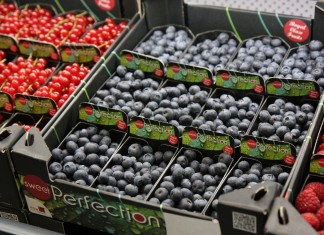 Rynek borówki amerykańskiej borówka amerykańska wielkość produkcji