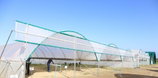 Tunele dla truskawek