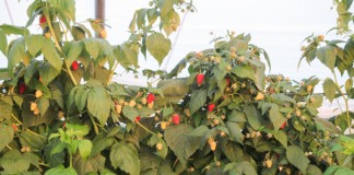 Nawożenie malin w projekcie