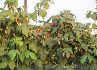 Nawożenie malin w projekcie