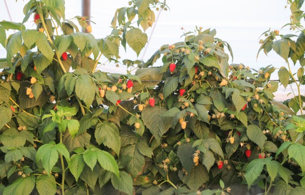 Nawożenie malin w projekcie