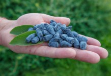 I Konferencja kamczacka – FILM