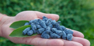 I Konferencja kamczacka – FILM