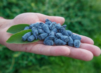 I Konferencja kamczacka – FILM