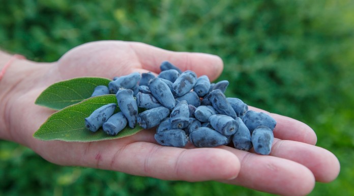 I Konferencja kamczacka – FILM