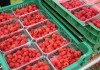 Deser w górę, skupy na zakończenie w dół – ceny malin w końcówce sezonu ceny malin