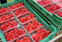 Hurtowa sprzedaż owoców przez internet