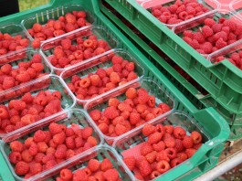 Deser w górę, skupy na zakończenie w dół – ceny malin w końcówce sezonu ceny malin