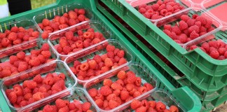 Hurtowa sprzedaż owoców przez internet