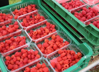 Hurtowa sprzedaż owoców przez internet