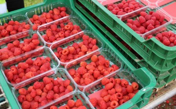 Deser w górę, skupy na zakończenie w dół – ceny malin w końcówce sezonu ceny malin