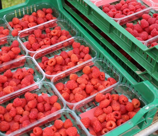 Deser w górę, skupy na zakończenie w dół – ceny malin w końcówce sezonu ceny malin