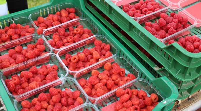 Hurtowa sprzedaż owoców przez internet