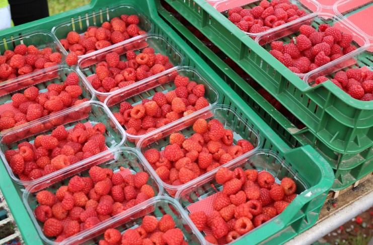 Deser w górę, skupy na zakończenie w dół – ceny malin w końcówce sezonu ceny malin