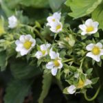 ochorna_truskawe_1-3-1024×683