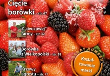 Jagodnik – wszystko o uprawie roślin jagodowych