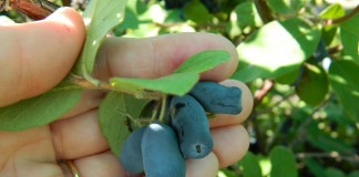 Szkoccy plantatorzy haskapu jednoczą siły