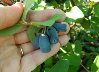 Szkoccy plantatorzy haskapu jednoczą siły