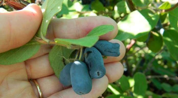 Jagoda kamczacka smaczna i zdrowa