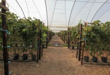 „Wsparcie inwestycji w gospodarstwach rolnych” – racjonalizacja technologii produkcji