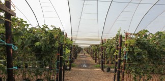 „Wsparcie inwestycji w gospodarstwach rolnych” – racjonalizacja technologii produkcji