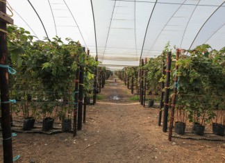 „Wsparcie inwestycji w gospodarstwach rolnych” – racjonalizacja technologii produkcji