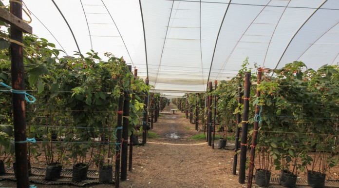 „Wsparcie inwestycji w gospodarstwach rolnych” – racjonalizacja technologii produkcji