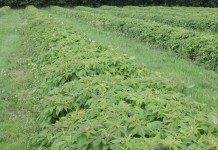 Zagrożenia w uprawie malin