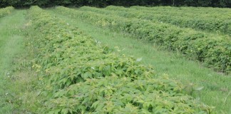 Zagrożenia w uprawie malin