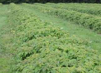 Zagrożenia w uprawie malin